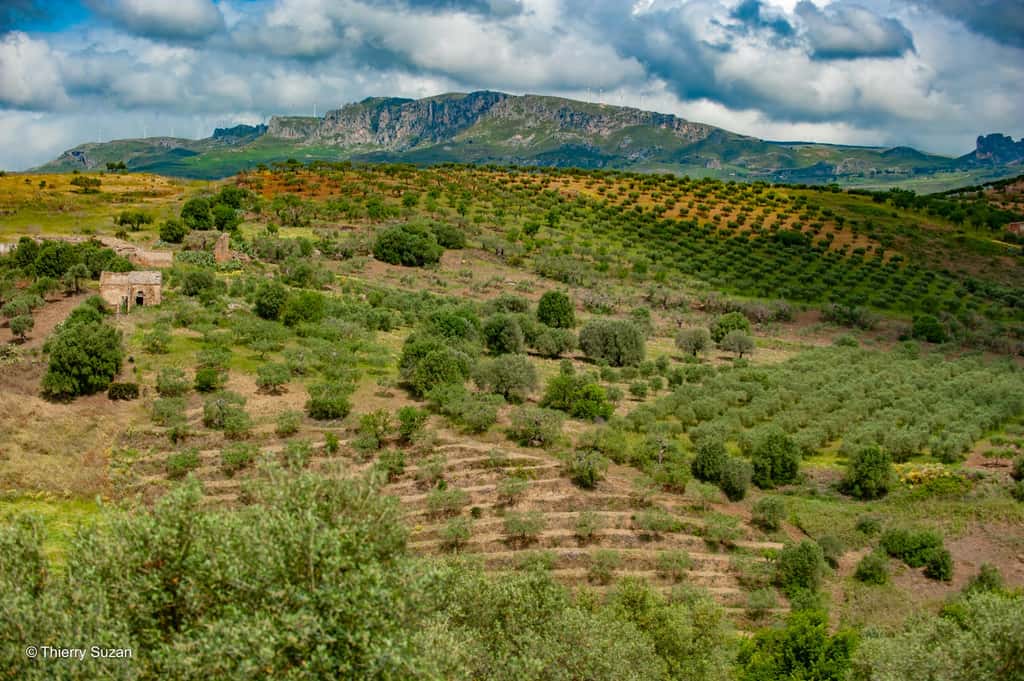 À l’ombre des oliviers | Montedoro